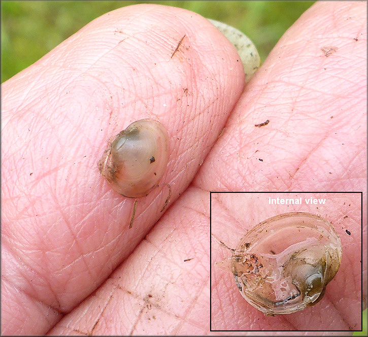 Musculium securis (Prime, 1852) Pond Fingernailclam