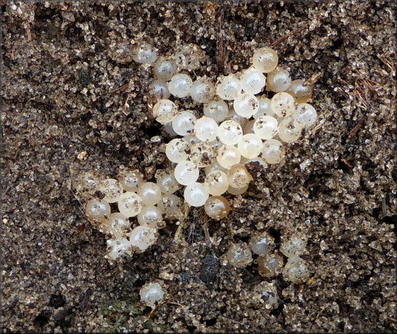 Bulimulus sporadicus (d’Orbigny, 1835) Egg Clutch