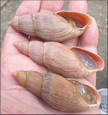 Euglandina rosea (Férussac, 1821) Rosy Wolfsnail - Very Large Specimens