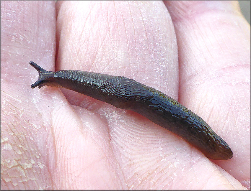 Deroceras laeve (Mller, 1774) Meadow Slug