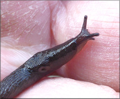 Deroceras laeve (Mller, 1774) Meadow Slug