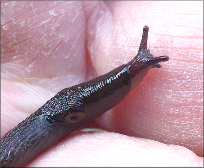 Deroceras laeve (Mller, 1774) Meadow Slug