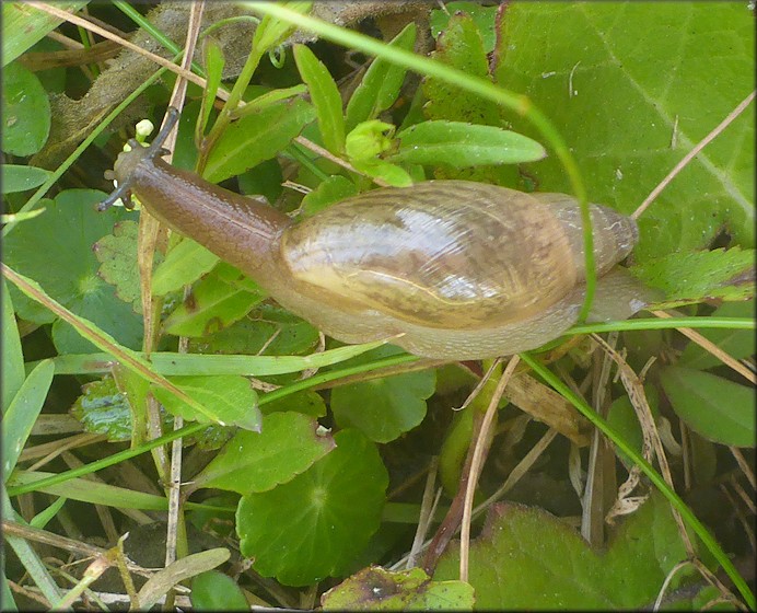 Euglandina rosea (Frussac, 1821) Juvenile In Situ