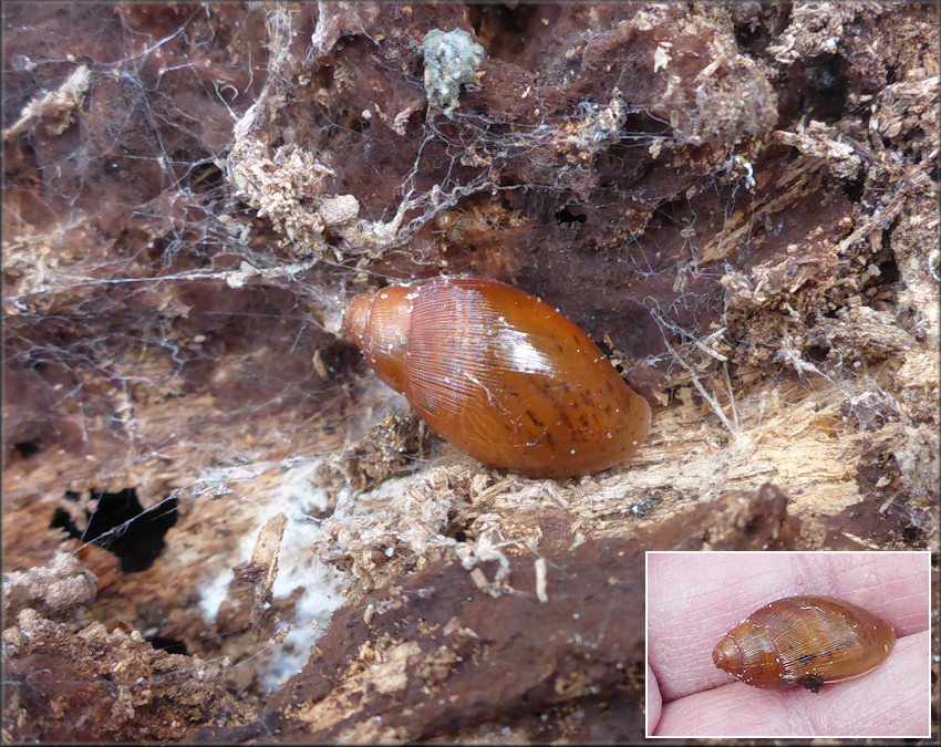 Euglandina rosea (Frussac, 1821) Juvenile In Situ