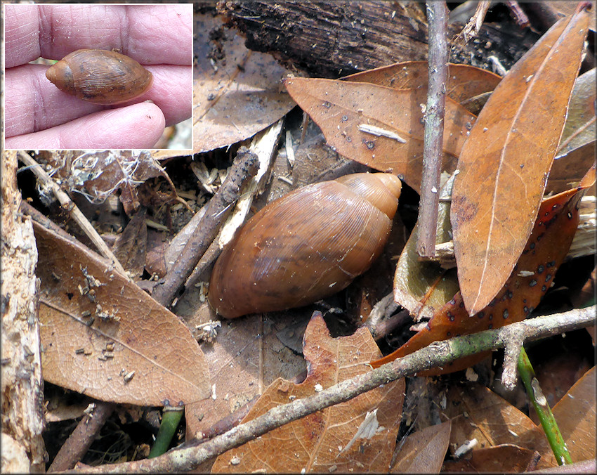 Euglandina rosea (Frussac, 1821) Juvenile In Situ