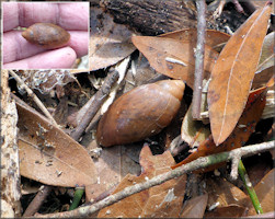 Euglandina rosea (Frussac, 1821) Juvenile In Situ