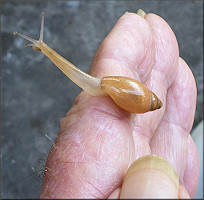 Euglandina rosea (Frussac, 1821) Juvenile