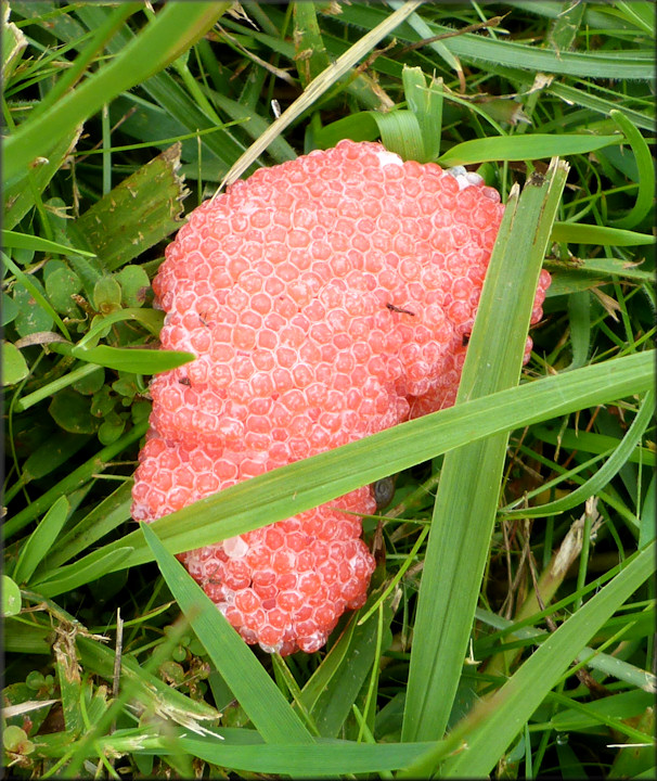 Pomacea canaliculata (Lamarck, 1822) Egg Clutch Deposited On St. Augustine Grass