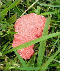 Pomacea canaliculata (Lamarck, 1822) Egg Clutch Deposited On St. Augustine Grass