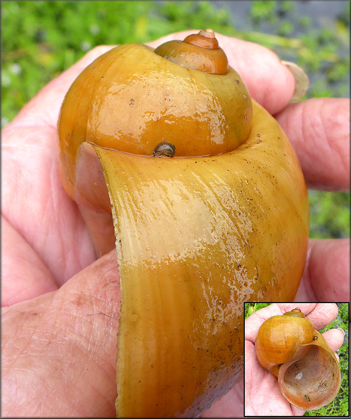 Pomacea canaliculata (Lamarck, 1822) From Drainage System Just East Of Philips Highway