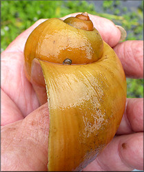 Pomacea canaliculata (Lamarck, 1822) From Drainage System Just East Of Philips Highway