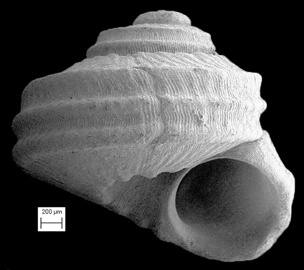 Arene gemma (Tuomey and Holmes, 1856) Fossil