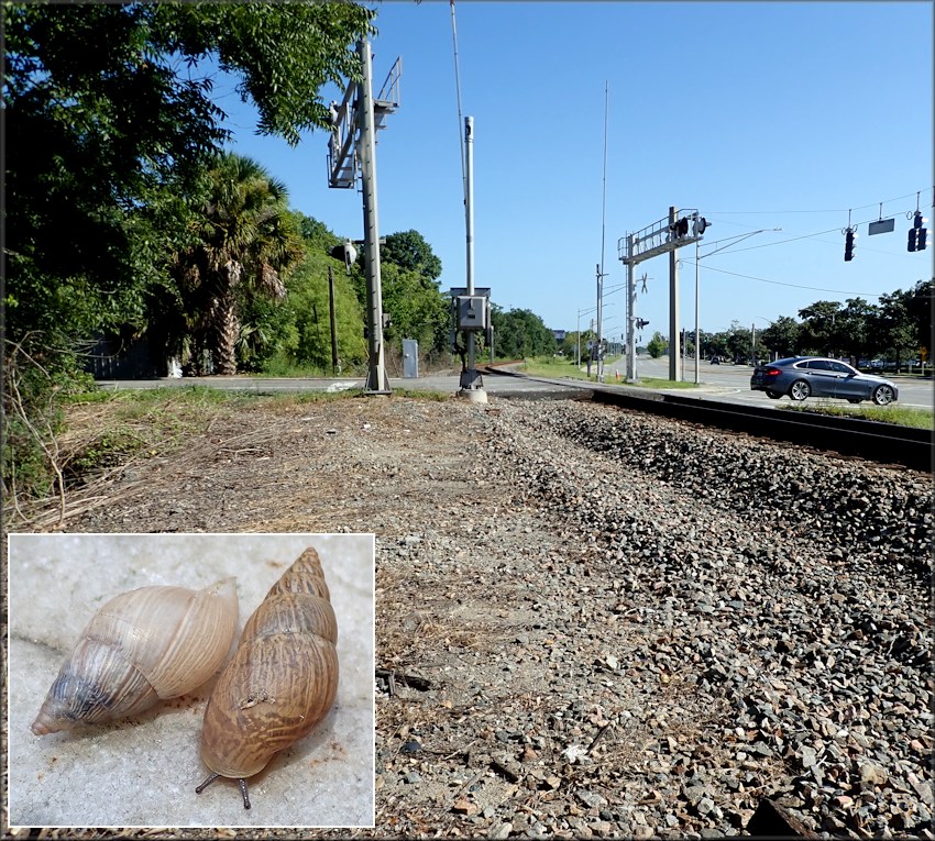 Bulimulus sporadicus Along CSX Transportation Railroad Tracks At The Birkenhead Road Crossing