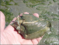 Strombus alatus Gmelin, 1791 Florida Fighting Conch 