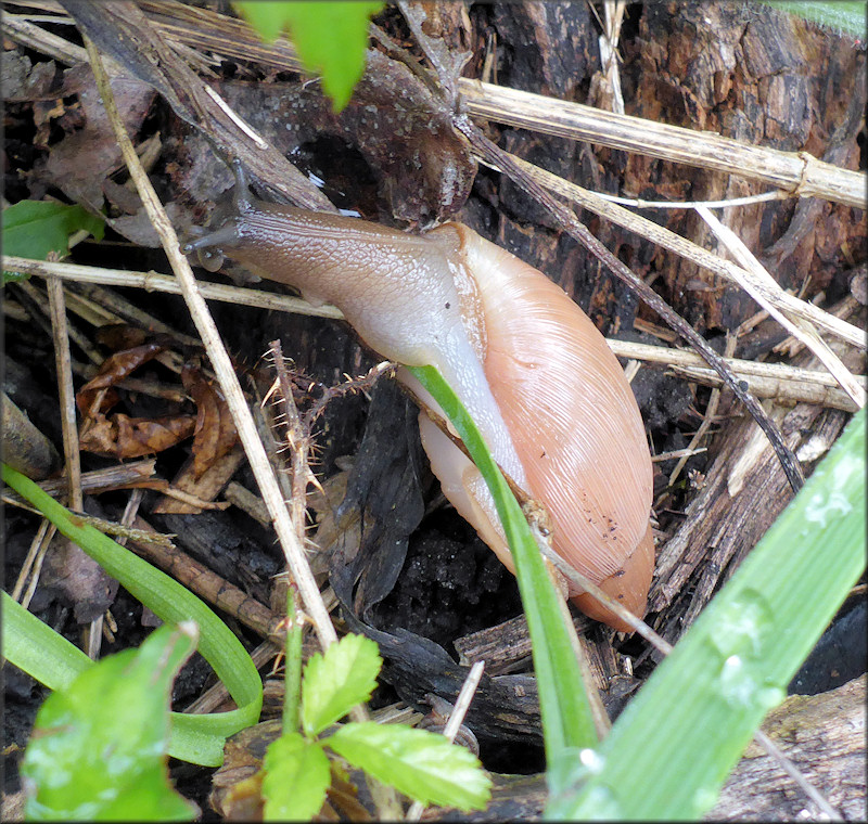 Euglandina rosea (Frussac, 1821) Rosy Wolfsnail In Situ