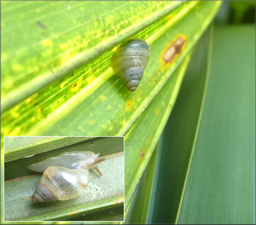 Drymaeus dormani (W. G. Binney, 1857) Manatee Treesnail Juvenile In Situ