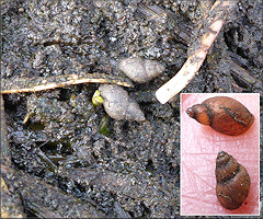 Fossaria cubensis (L. Pfeiffer, 1839) Carib Fossaria In Situ