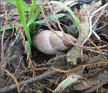 Euglandina rosea (Frussac, 1821) Rosy Wolfsnail In Situ