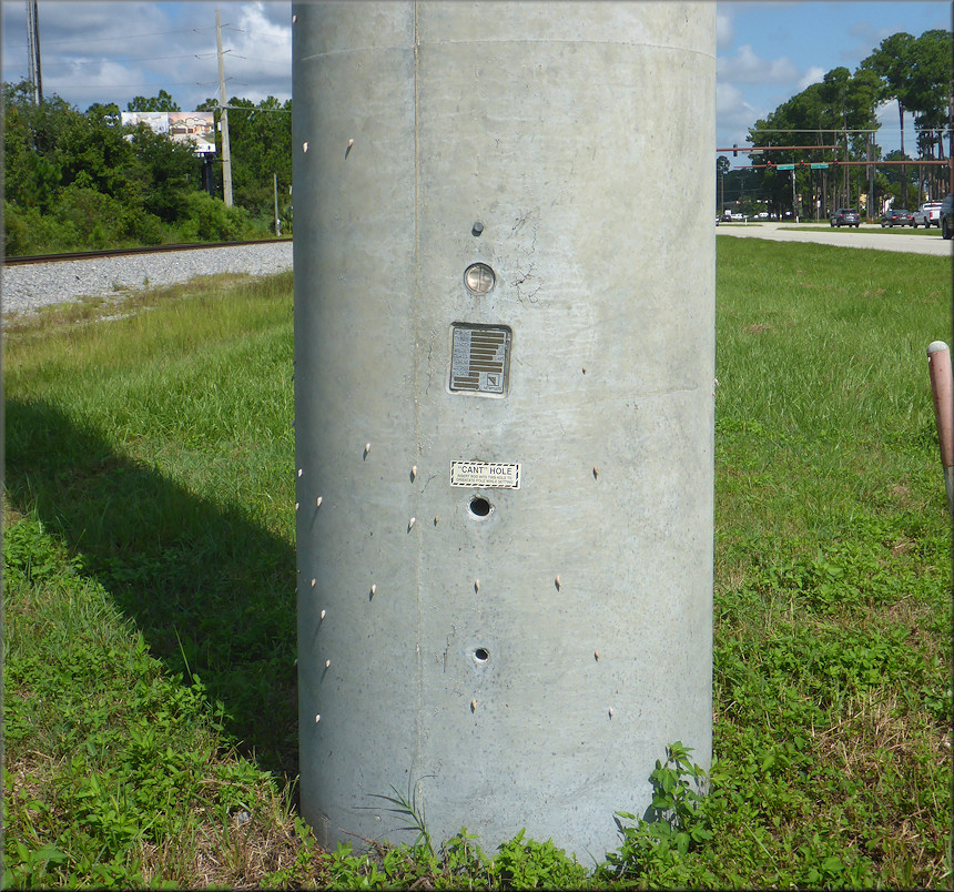 Bulimulus sporadicus Along US-1 South Of International Golf Parkway in Northern St. Johns County