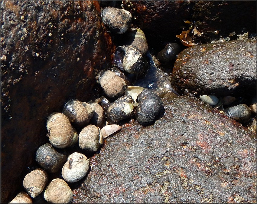 Littorina littorea (Linnaeus, 1758) Common Periwinkle In Situ