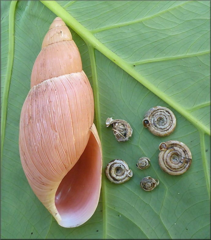 Euglandina rosea (Frussac, 1821) Predation On Polygyra septemvolva Say, 1818