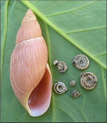 Euglandina rosea (Frussac, 1821) Predation On Polygyra septemvolva Say, 1818