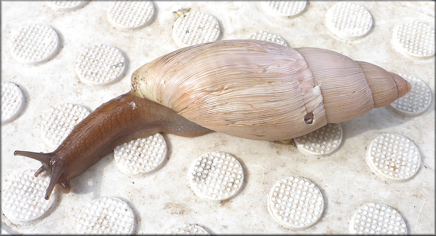 Euglandina rosea (Frussac, 1821) Damaged Shell