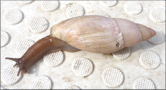 Euglandina rosea (Frussac, 1821) Damaged Shell