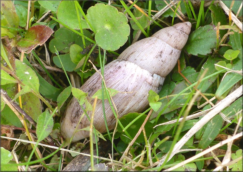 Euglandina rosea (Frussac, 1821) Damaged Shell