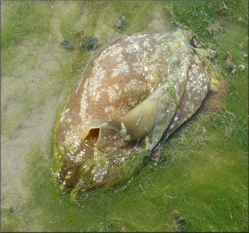 Aplysia brasiliana Rang, 1828 Mottled Seahare Probable Mating