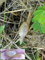 Euglandina rosea (Frussac, 1821) Juvenile In Situ