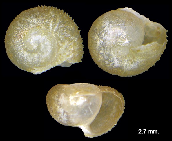 Inflectarius inflectus (Say, 1821) Shagreen Juvenile