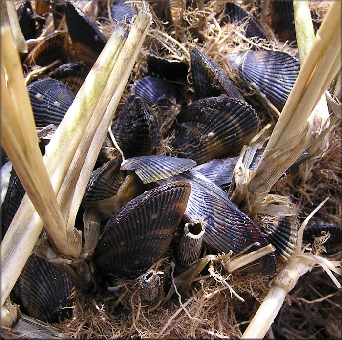 Geukensia demissa (Dillwyn, 1817) Ribbed-mussel In Situ