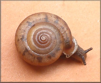 Daedalochila auriculata (Say, 1818) Ocala Liptooth