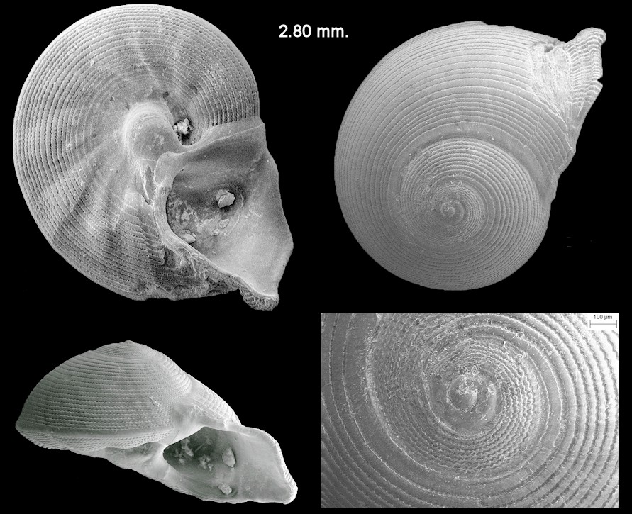 Anticlimax calliglypta (Dall, 1902) Extinct Fossil Species