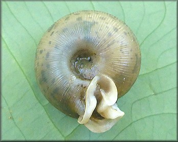 Daedalochila auriculata (Say, 1818) Ocala Liptooth