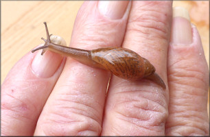 Euglandina rosea (Frussac, 1821) Juvenile