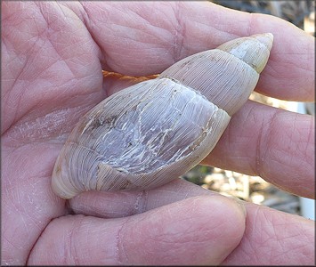 Euglandina rosea (Frussac, 1821) Damaged Shell