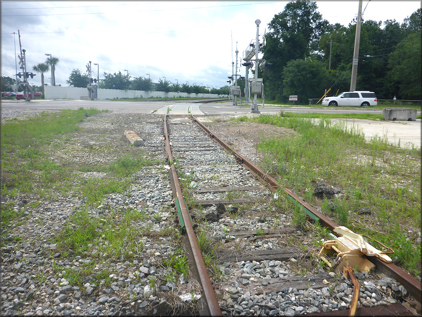 Bulimulus sporadicus On Greenland Road At the Florida East Coast Railroad Crossing