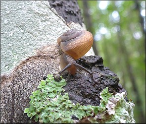 Mesodon thyroidus (Say, 1817) White-lip Globe Juvenile Up A Tree