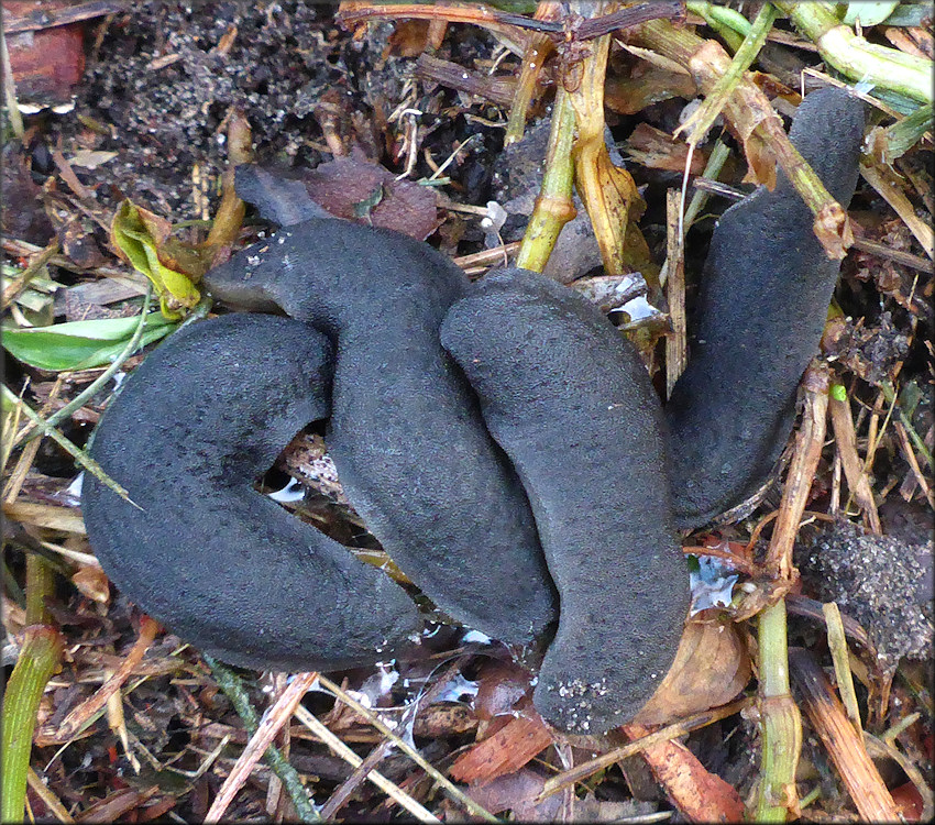 Belocaulus angustipes (Heynemann, 1885) Black-velvet Leatherleaf Mating Aggregation