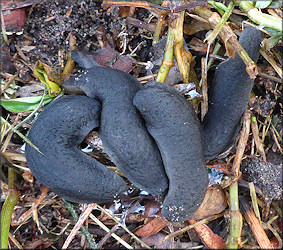 Belocaulus angustipes (Heynemann, 1885) Black-velvet Leatherleaf Mating Aggregation