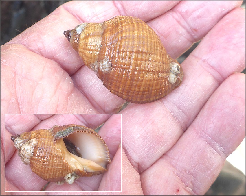 Stramonita haemastoma (Linnaeus, 1767) Florida Rocksnail Living Color Variety