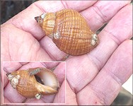 Stramonita haemastoma (Linnaeus, 1767) Florida Rocksnail