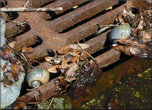 Pomacea canaliculata (Lamarck, 1822) on grate