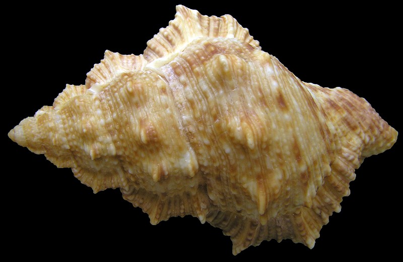 Bufonaria nobilis (Reeve, 1844) Sub Adult