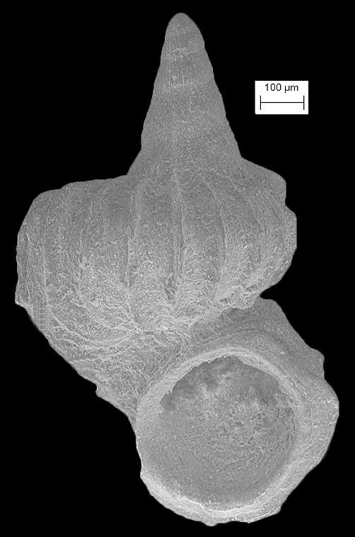 Cycloscala echinaticosta (d'Orbigny, 1842)