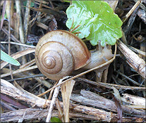 Bradybaena similaris (Frussac, 1821)