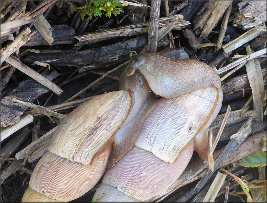 Euglandina rosea (Frussac, 1821) Mating