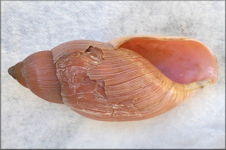 Euglandina rosea (Frussac, 1821) Damaged Shell